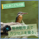 【ぐんまこどもの国】野鳥観察会でカワセミを撮る／2023年5月